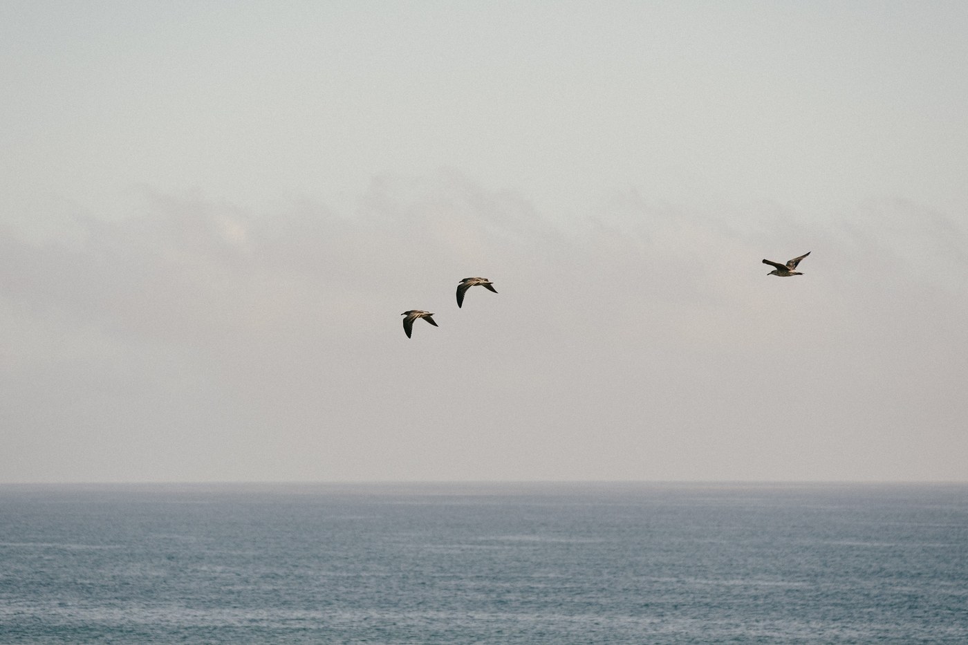 Pelicans over the water