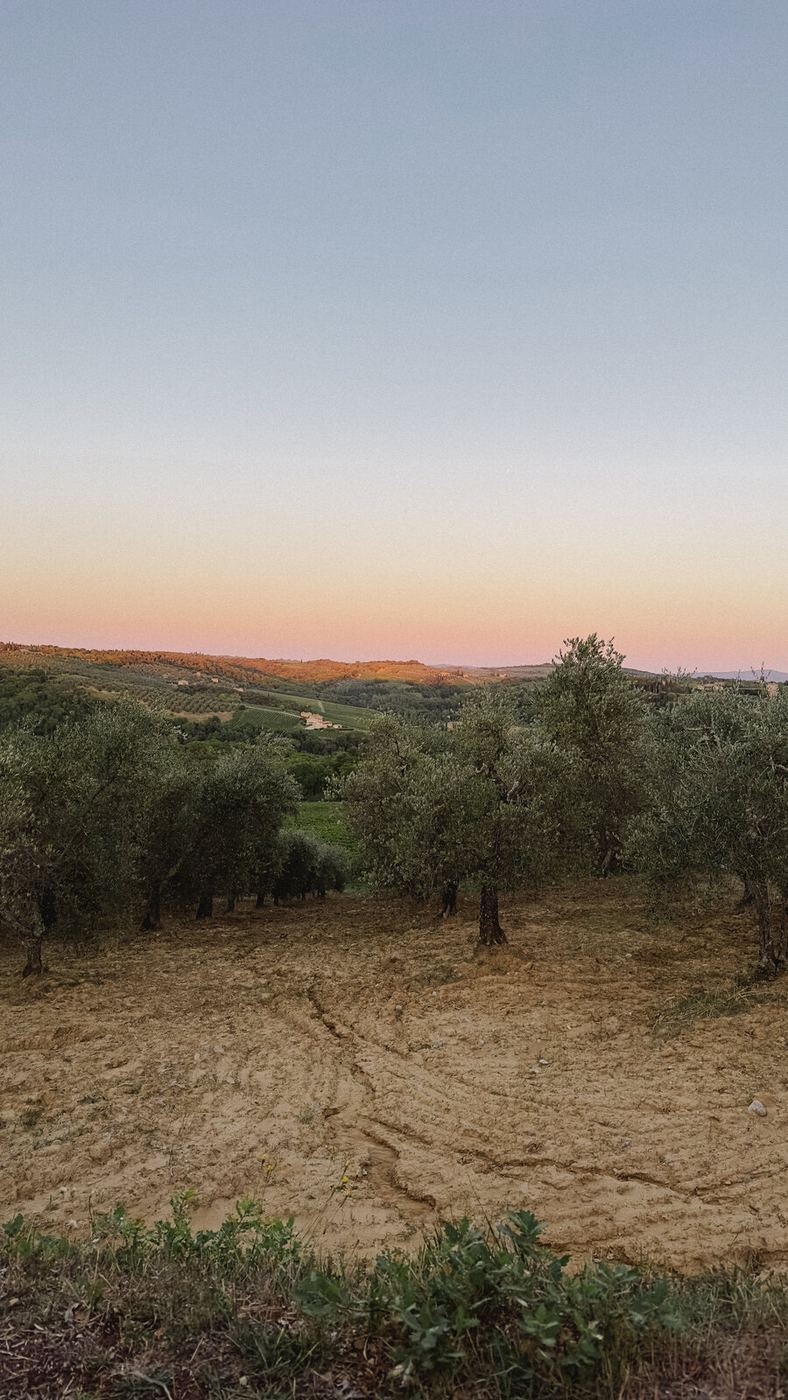 Sunset over the vines in Chianti, Tuscany