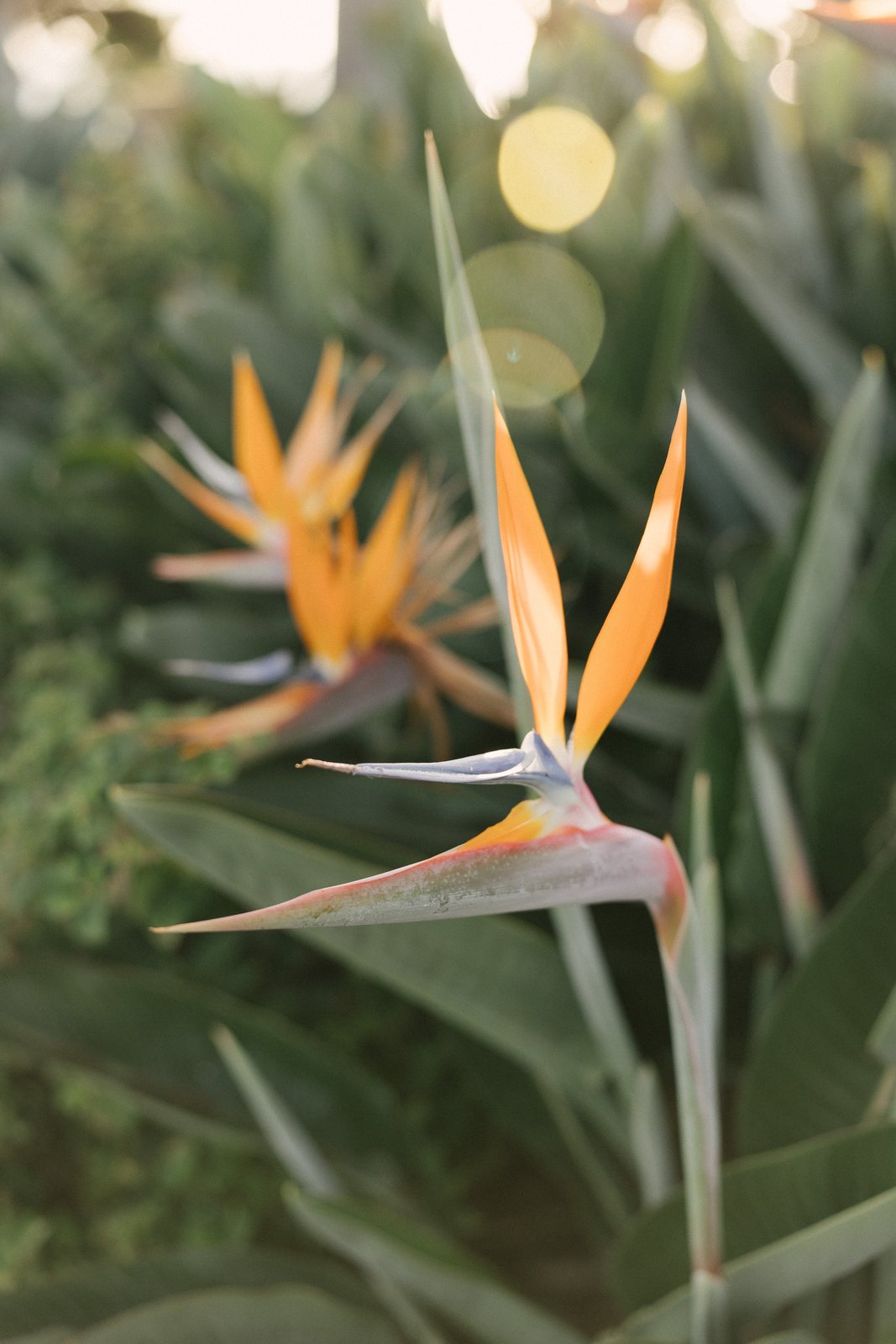 Bird of paradise