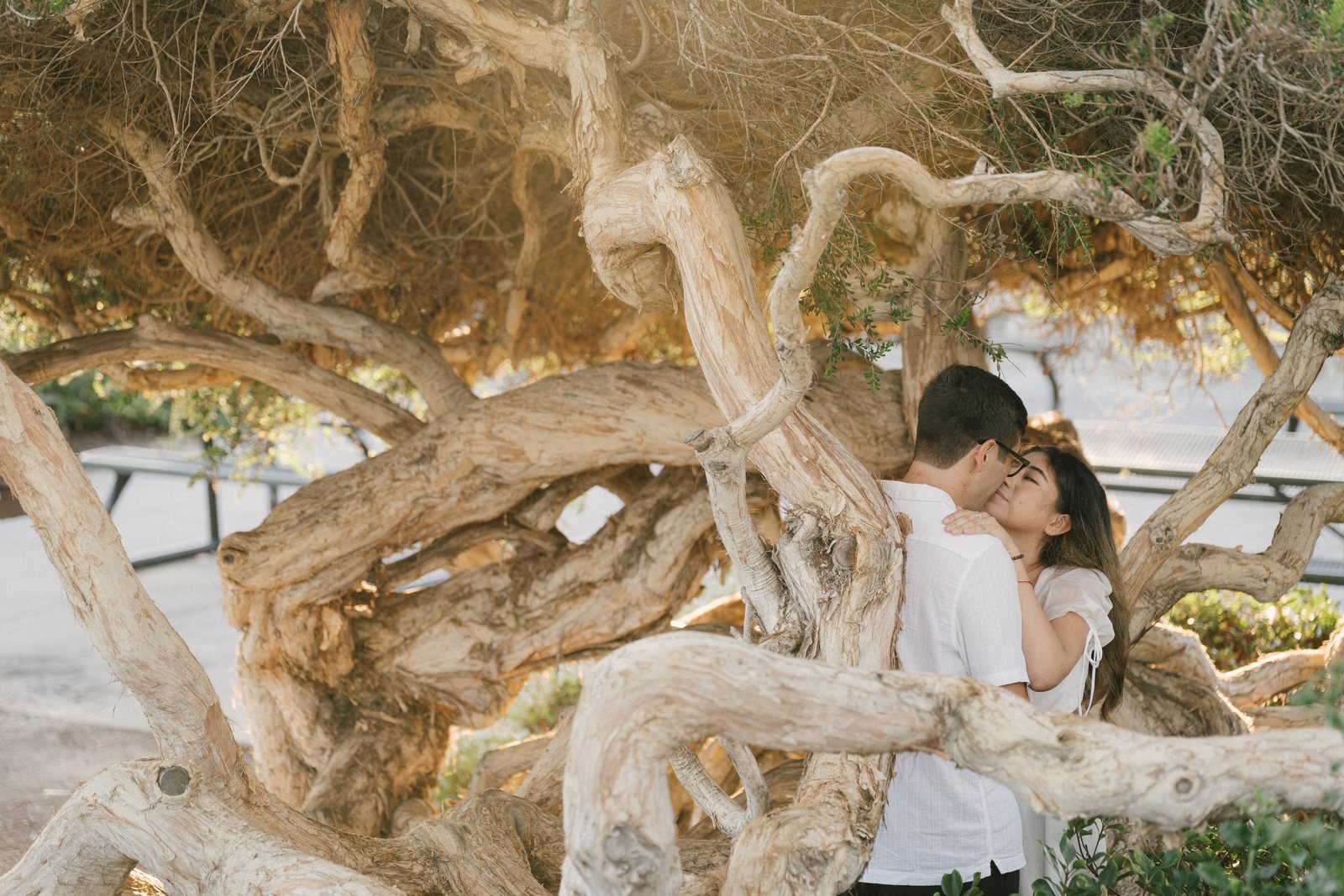 In the roots of the fig