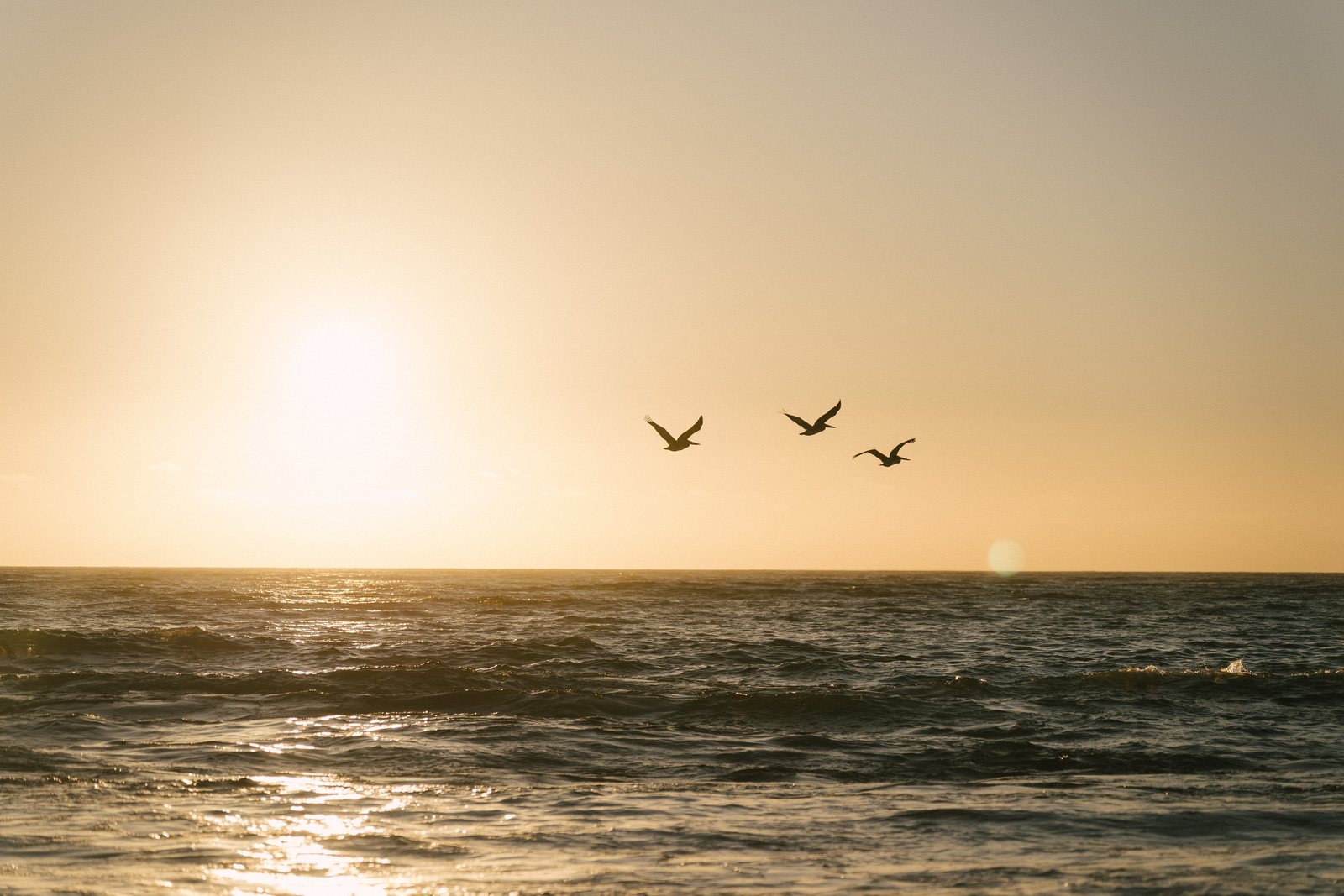 Pelicans, and the sun on the water