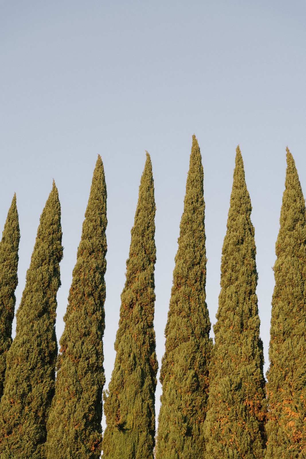 The cypress avenue against the sky
