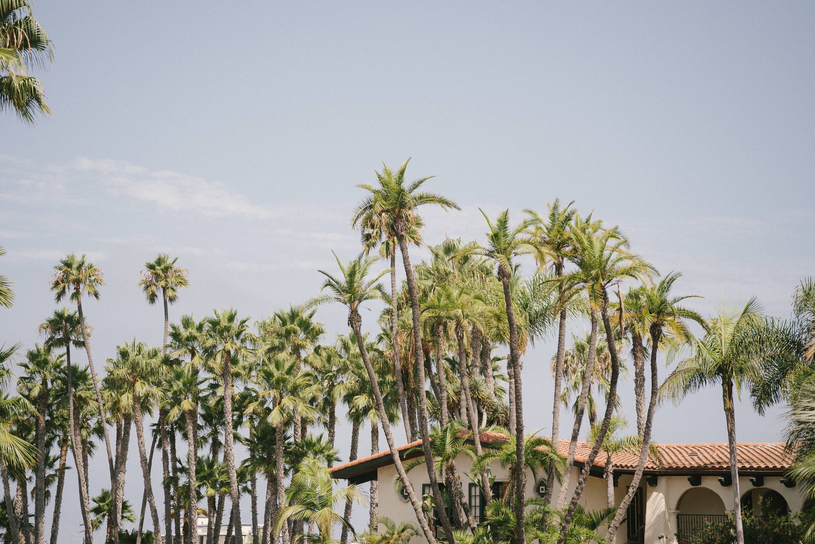 Palms over the bay, that morning