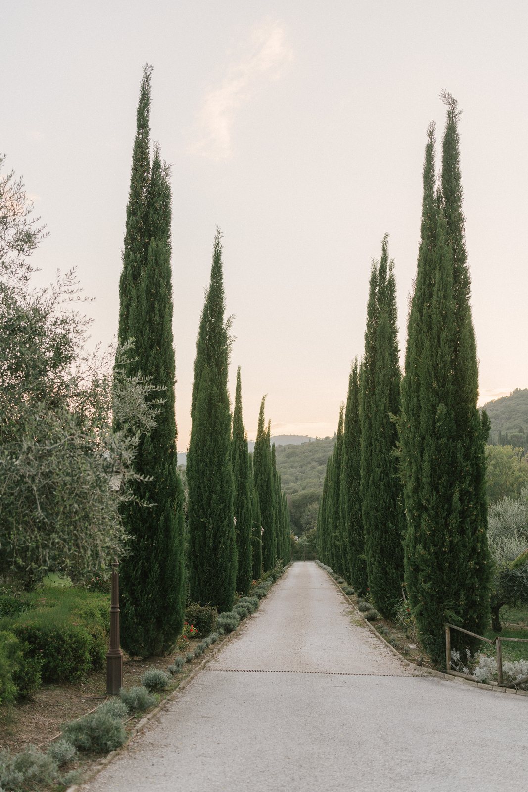 Cypresses, both sides