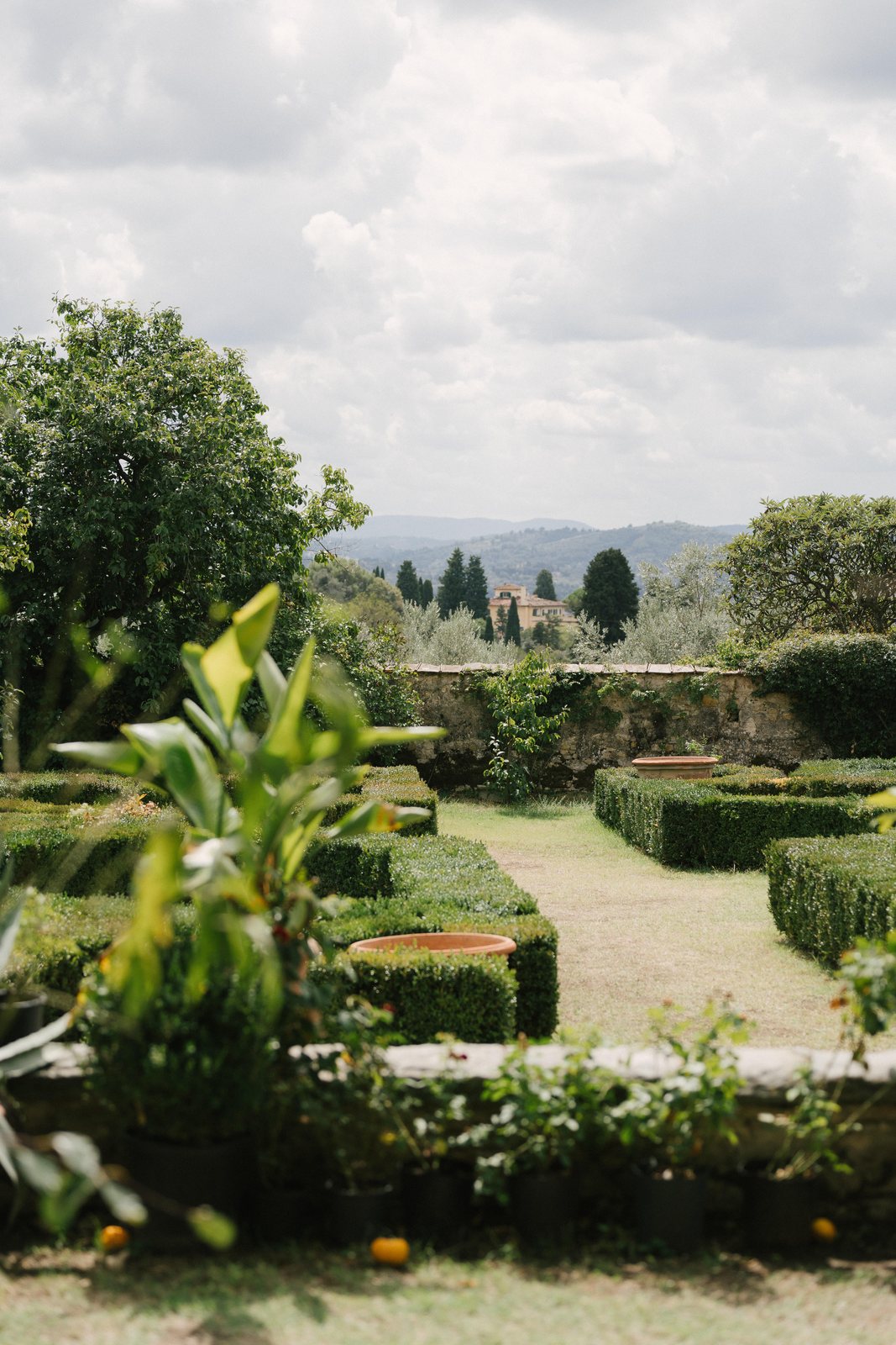 The garden