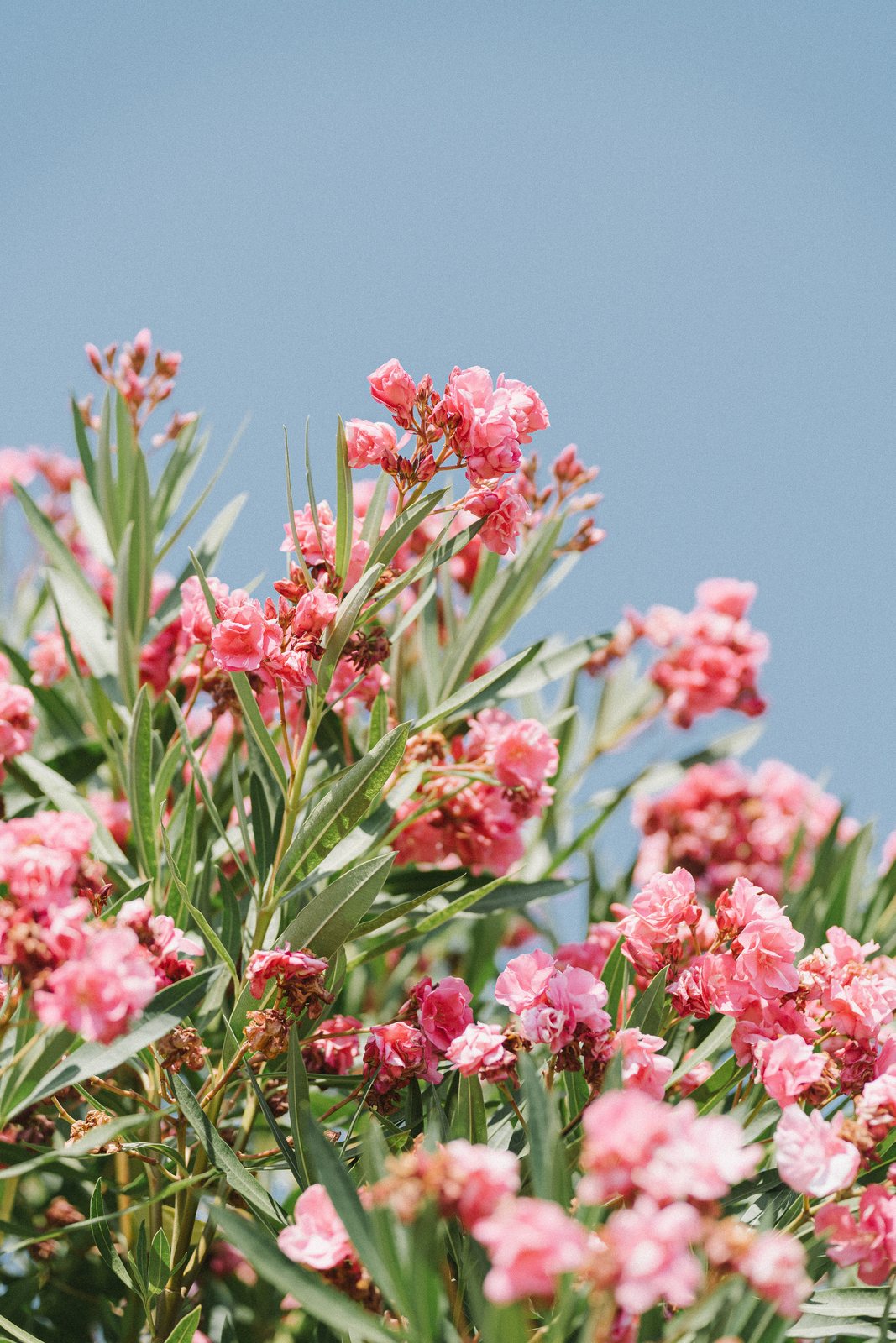 Oleander, in July