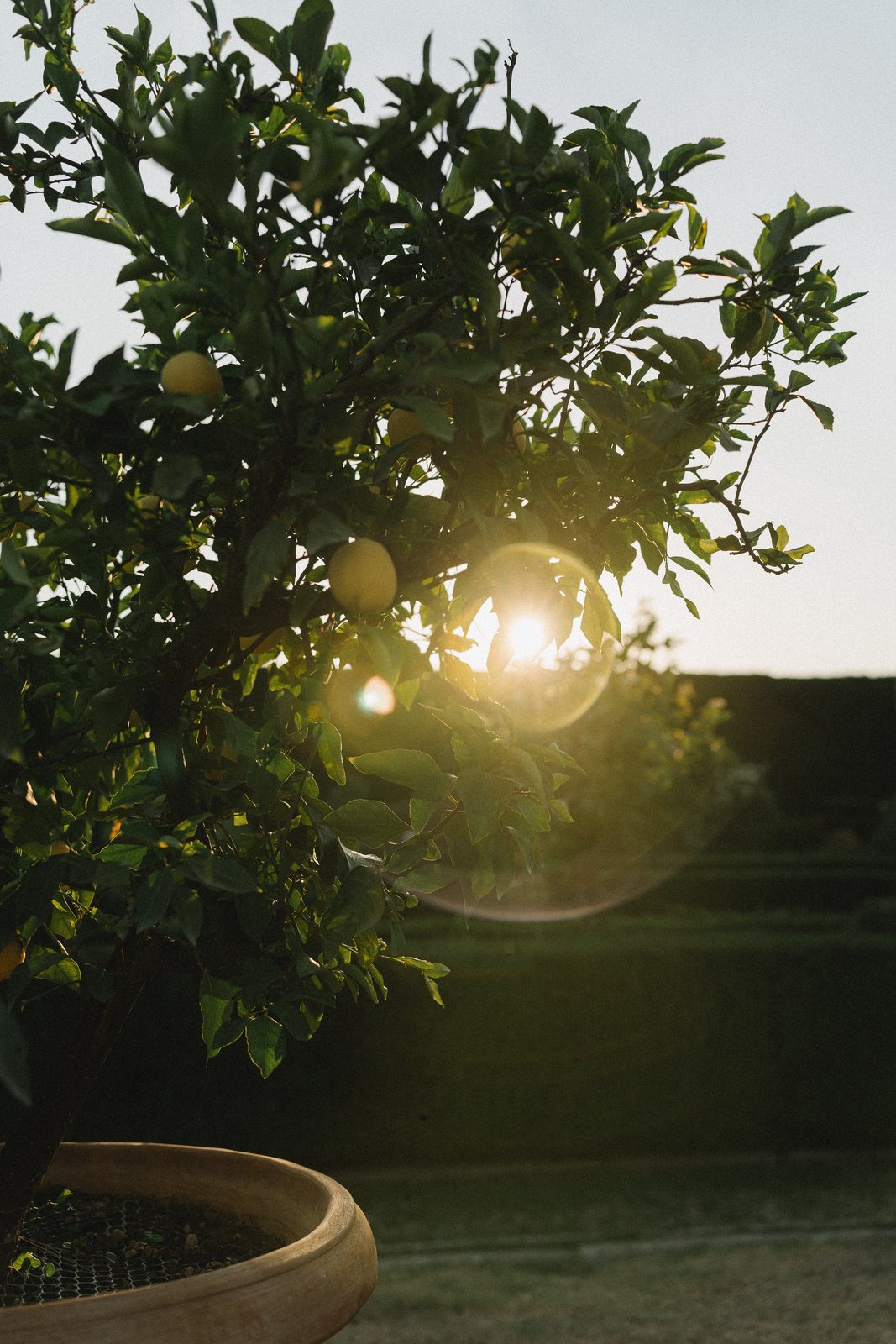The sun through the leaves