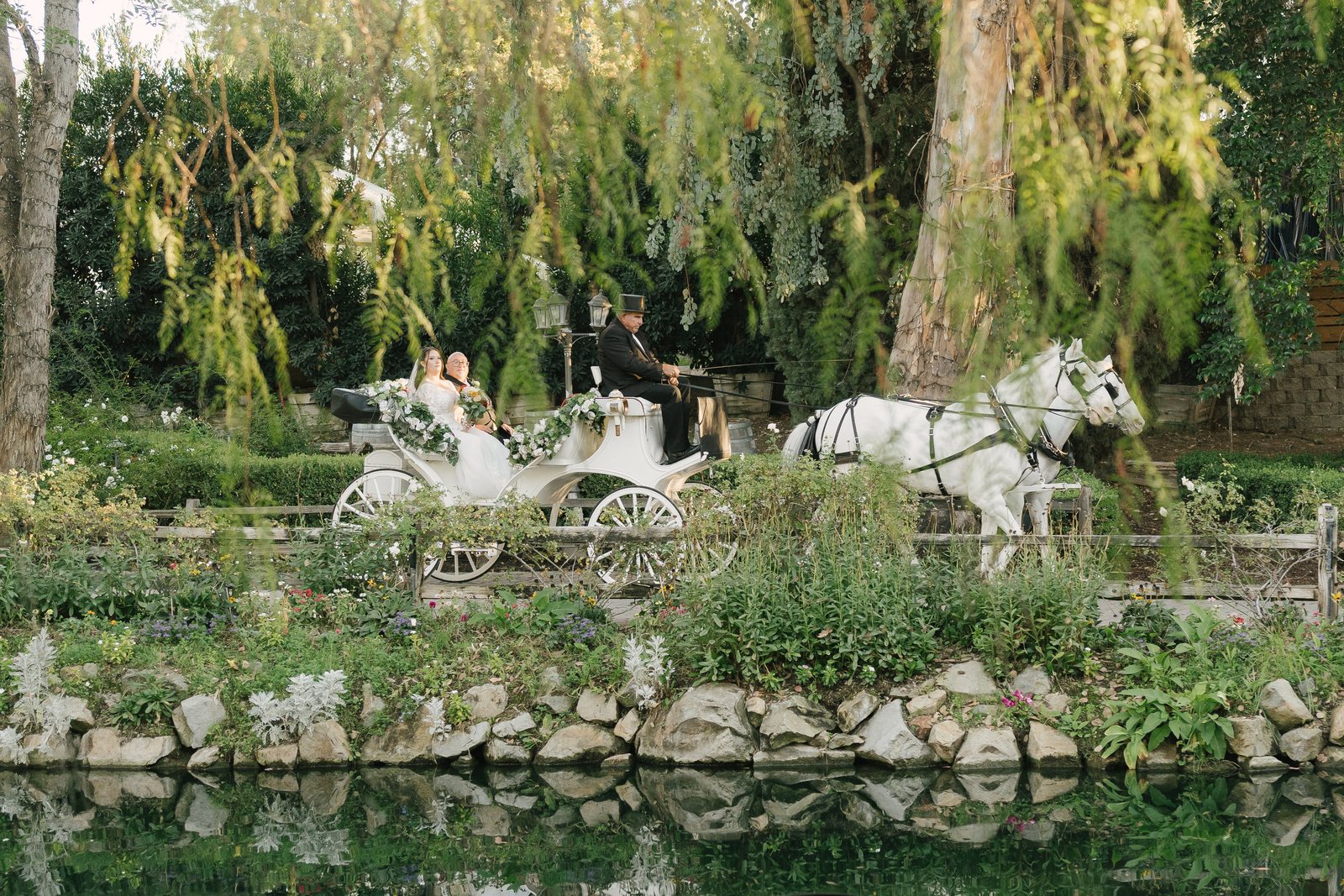 The willows, and the water