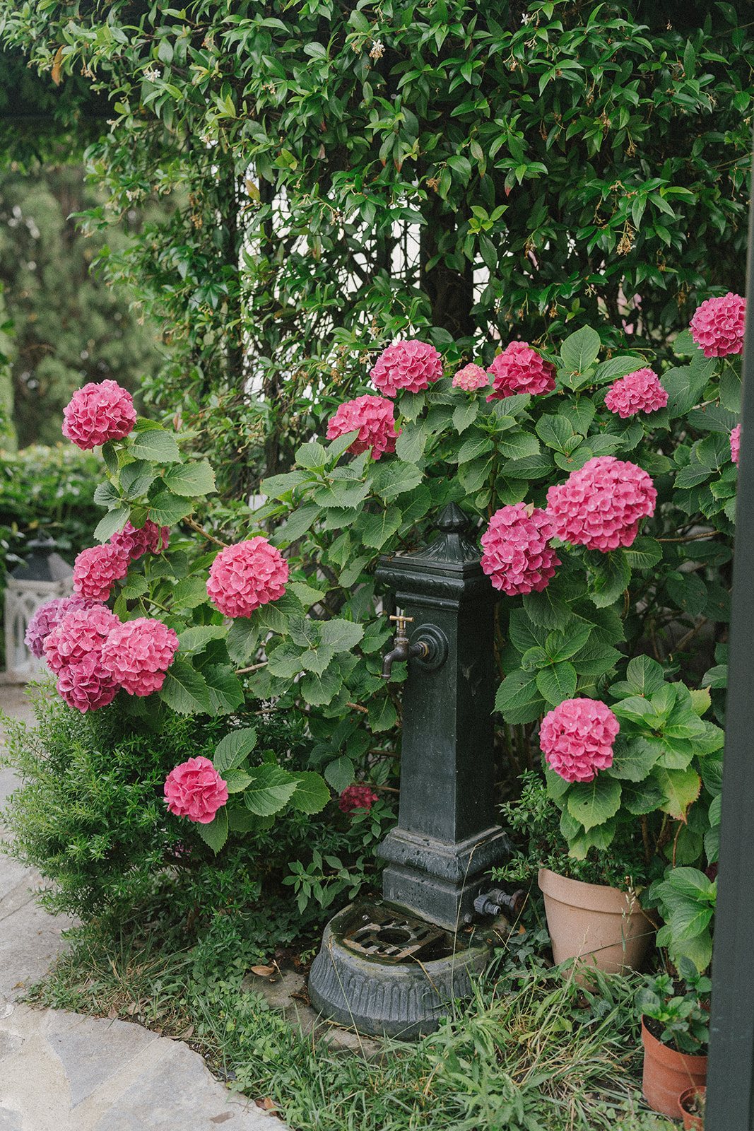 Hydrangeas, against stone
