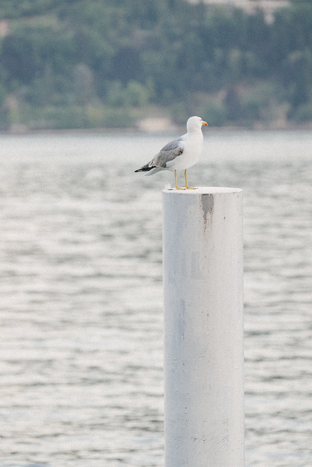 A gull, on a post