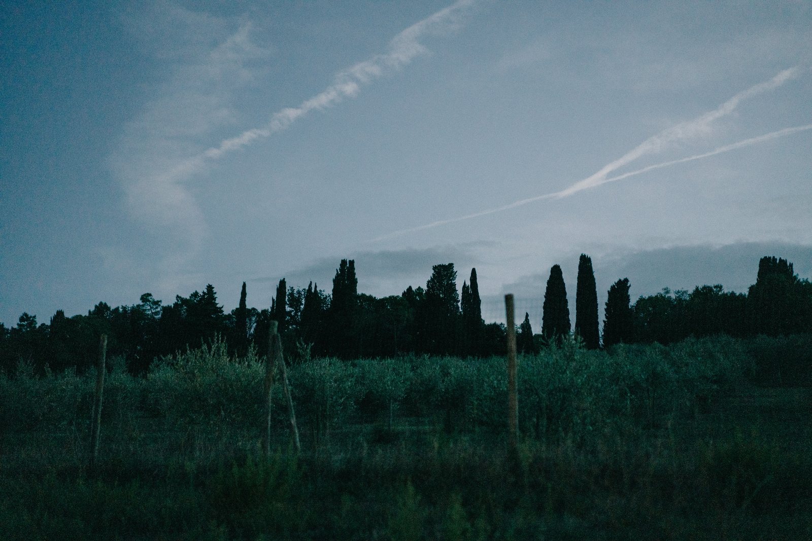 Cypresses, and a contrail