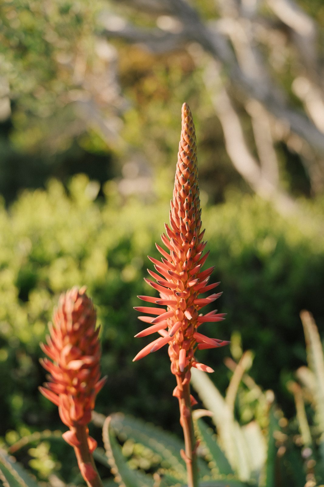 Aloe, in December