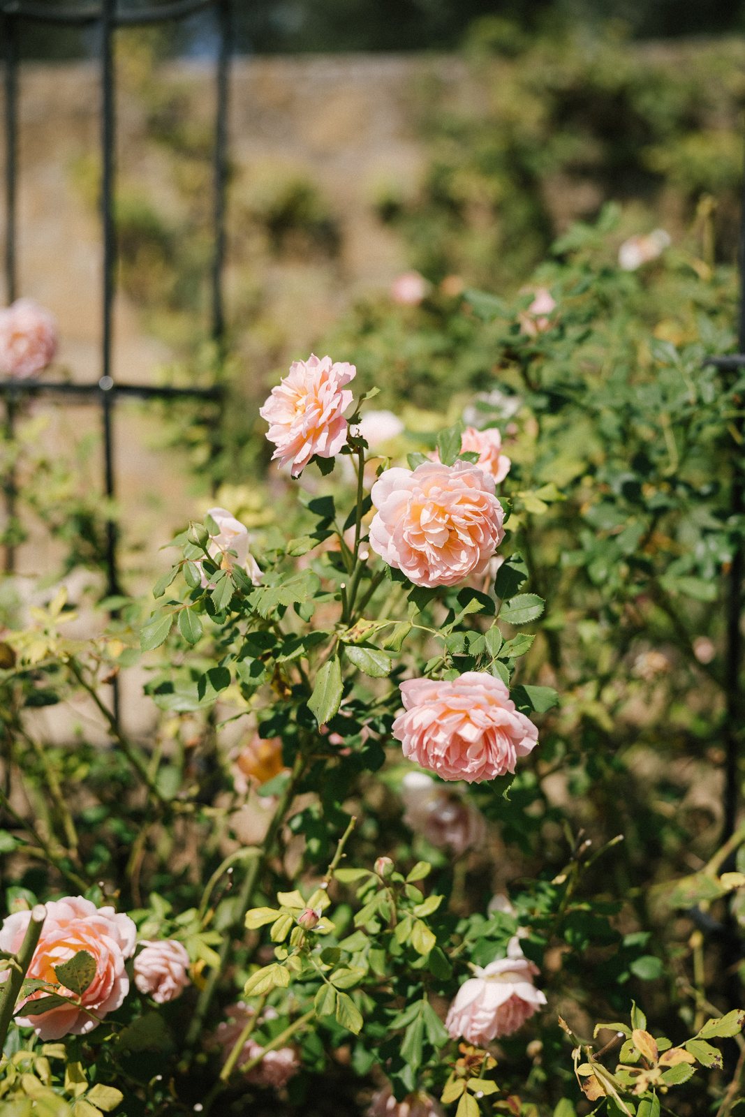 Roses on the wall