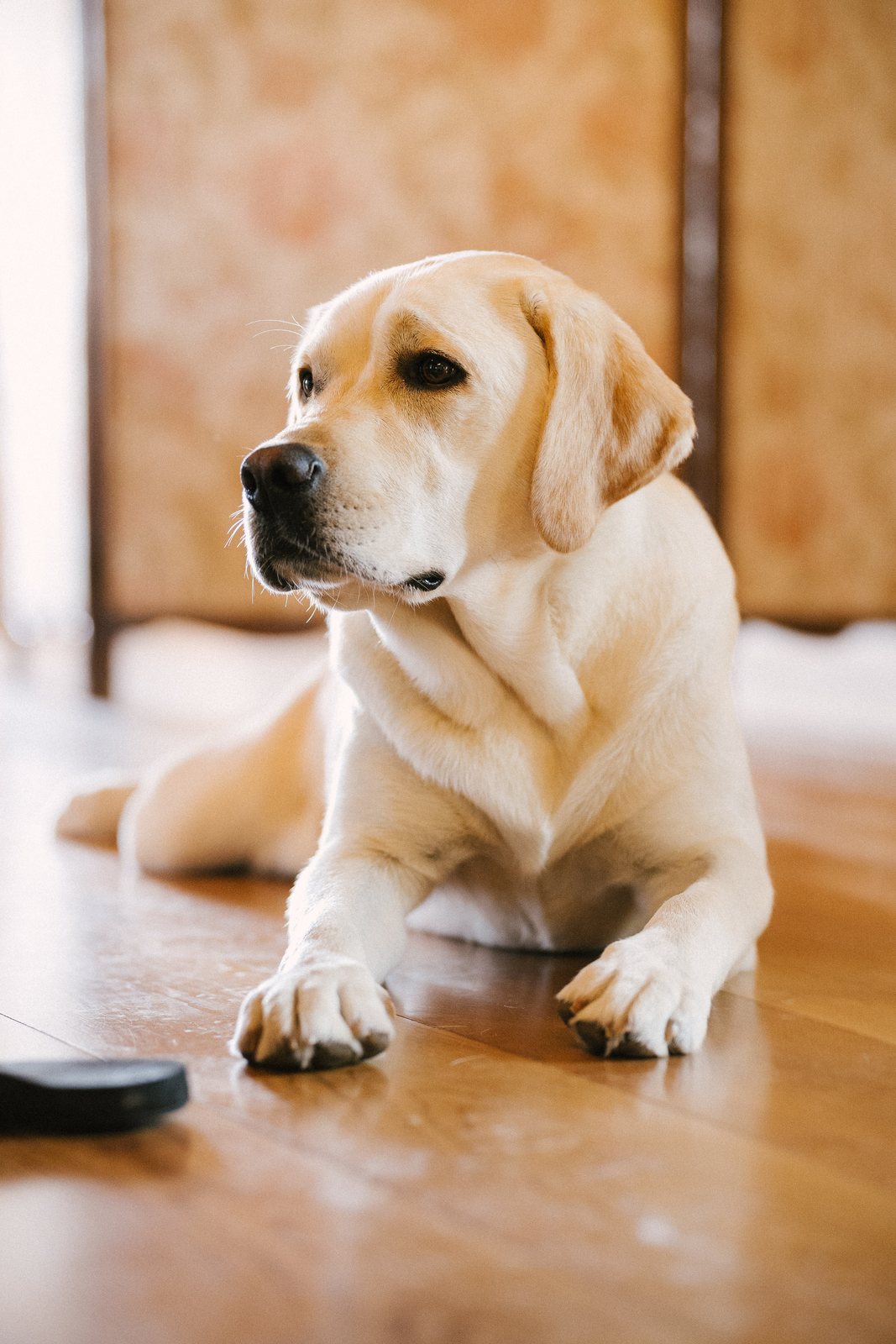 The dog in the hall