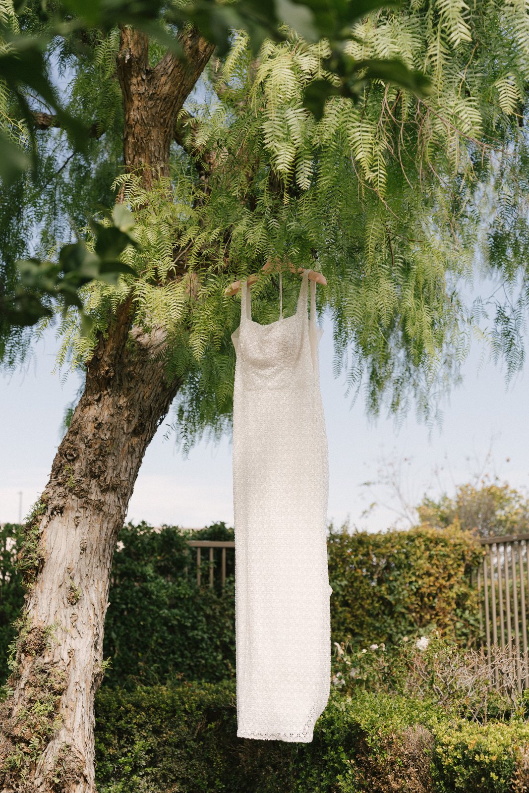The dress, in a tree